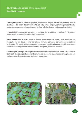 41
Descrição Botânica: arbusto apoiante, com ramos longos de até 5m ou mais. Folhas
ovadas, de 8 a 22 cm de comprimento, e 6 a 12 cm de largura, com margem denteada,
podendo apresentar pelos urticantes na face inferior. Frutos globosos alaranjados.
Propriedades: apresenta altos teores de boro, ferro, cálcio e proteínas (21%). Como
medicinal, é usado como depurativa ou diurética.
Parte Comestível e Usos: folhas e frutos. Para comer as folhas, elas precisam ser
mergulhadas em água quente por alguns minutos para que percam seus caracteres
urticantes. Os frutos são adocicados e podem ser comidos in natura. Pode-se usar as
folhas como complemento em omeletes, refogados, risoto ou molhos.
Distribuição, Ecologia e Manejo: nativa das matas da metade norte do RS, Sul e Sudeste
do Brasil. Cresce espontaneamente em matas, capoeiras ou em áreas antropizadas em
meia sombra. Propaga-se por sementes ou estacas.
20. Urtigão-de-baraço (Urera aurantiaca)
Família Urticaceae
 
