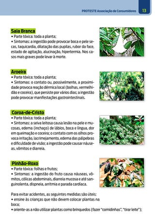 PROTESTE Associação de Consumidores 13
Saia Branca
• Parte tóxica: toda a planta;
• Sintomas: a ingestão pode provocar boca e pele se-
cas, taquicardia, dilatação das pupilas, rubor da face,
estado de agitação, alucinação, hipertermia. Nos ca-
sos mais graves pode levar à morte.
Aroeira
• Parte tóxica: toda a planta;
• Sintomas: o contato ou, possivelmente, a proximi-
dade provoca reação dérmica local (bolhas,vermelhi-
dão e coceira), que persiste por vários dias; a ingestão
pode provocar manifestações gastrointestinais.
Coroa-de-Cristo
• Parte tóxica: toda a planta;
• Sintomas: a seiva leitosa causa lesão na pele e mu-
cosas, edema (inchaço) de lábios, boca e língua, dor
em queimação e coceira; o contato com os olhos pro-
voca irritação, lacrimejamento, edema das pálpebras
e dificuldade de visão; a ingestão pode causar náuse-
as, vômitos e diarreia.
Pinhão-Roxo
• Parte tóxica: folhas e frutos;
• Sintomas: a ingestão do fruto causa náuseas, vô-
mitos, cólicas abdominais, diarreia mucosa e até san-
guinolenta, dispneia, arritmia e parada cardíaca.
Para evitar acidentes, as seguintes medidas são úteis:
• ensine às crianças que não devem colocar plantas na
boca;
• oriente-as a não utilizar plantas como brinquedos (fazer “comidinhas”,“tirar leite”);
 