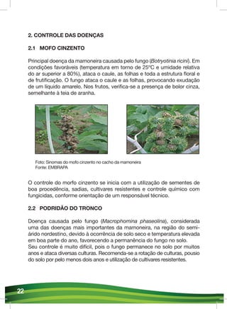 Cultivo da Mamona - Autor & Consultor Eng. Gleidson Martins | PDF