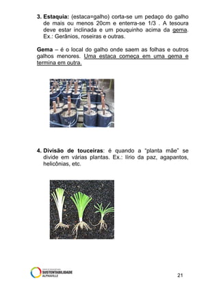 3. Estaquia: (estaca=galho) corta-se um pedaço do galho
de mais ou menos 20cm e enterra-se 1/3 . A tesoura
deve estar inclinada e um pouquinho acima da gema.
Ex.: Gerânios, roseiras e outras.
Gema – é o local do galho onde saem as folhas e outros
galhos menores. Uma estaca começa em uma gema e
termina em outra.

4. Divisão de touceiras: é quando a “planta mãe” se
divide em várias plantas. Ex.: lírio da paz, agapantos,
helicônias, etc.

21

 