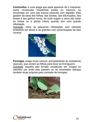 Cochonilha: é uma praga que pode aparecer de 2 maneiras:
como minúsculas moedinhas pretas ou marrons, ou
envolvidas em uma teia branca parecida com algodão. Elas
gostam da base das folhas, das bordas, das bifurcações, dos
brotos e dos galhos novos, de onde sugam a seiva até matar
os brotos ou a planta inteira quando tem uma grande
infestação.
Combate: retire as pequenas infestações com cotonete
embebido em álcool e as grandes com pulverizações de óleo
mineral.

Formigas: praga muito comum, principalmente as cortadeiras
(saúvas), que cortam as folhas para levar ao formigueiro.
Combate: espalhe pão torrado umedecido em vinagre no
caminho por onde elas passam ou se necessário coloque
também iscas próprias para combate de formigas.

24

 