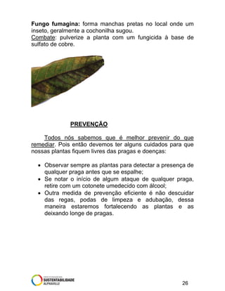 Fungo fumagina: forma manchas pretas no local onde um
inseto, geralmente a cochonilha sugou.
Combate: pulverize a planta com um fungicida à base de
sulfato de cobre.

PREVENÇÃO
Todos nós sabemos que é melhor prevenir do que
remediar. Pois então devemos ter alguns cuidados para que
nossas plantas fiquem livres das pragas e doenças:
• Observar sempre as plantas para detectar a presença de
qualquer praga antes que se espalhe;
• Se notar o início de algum ataque de qualquer praga,
retire com um cotonete umedecido com álcool;
• Outra medida de prevenção eficiente é não descuidar
das regas, podas de limpeza e adubação, dessa
maneira estaremos fortalecendo as plantas e as
deixando longe de pragas.

26

 