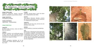 NOMES POPULARES
Guapuruvu, guapurubu, ficheira, bacurubu,
gaparivu, pataqueira, pau-devitém, birosca
NOME CIENTIFICO
Schizolobium parahyba
FAMÍLIA BOTÂNICA
Leguminosae - Caesalpinoideae
CARACTERÍSTICAS
DIMENSÃO
De 20m a 30m de altura, tronco de 60cm a
80cm de diâmetro.
TRONCO
Retilíneo, cilíndrico, com ramificações apenas
no alto, casca lisa, com cicatrizes da queda
das folhas, de cor verde quando jovem e acin-
zentada com o passar do tempo.
FOLHAS
Alternas, compostas, bipinadas, até 1m de
comprimento, folíolo opostos elípticos, gla-
bra, verde.
FLORES
Amarelas, floração densa a partir de setem-
bro, completamente sem folhas.
FRUTOS
Tipo legume, deiscente, obovado, coriáceo,
até 15cm de comprimento, de cor cinza-escu-
ro, amadurecem de abril-junho.
SEMENTES
Apenas uma por fruto, dura, até 2cm de com-
primento, de cor cinza.
ORIGEM
Floresta Atlântica e estacional semidecídua.
USO
Madeira leve, indicada para construção de por-
tas, calçados, brinquedos. Ornamental devido
a exuberância retilínea, copal e floração, não
é aconselhado para jardins, ruas, estaciona-
mentos, por ser de fácil queda e curto período
de vida. Pode ser utilizada em reflorestamento
de áreas degradadas.
32 33
Instituto Federal de Brasília
15. Guapuruvu - Schizolobium parahyba
Árvores do Campus Planaltina
Tronco
FolhaDimensão
 