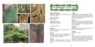 NOMES POPULARES
Flamboyant, flamboiam, flordo-paraíso, pau-
rosa, acácia-rubla
NOME CIENTIFICO
Delonix regia
FAMÍLIA BOTÂNICA
Leguminosae - Fabaceae
CARACTERÍSTICAS
DIMENSÃO
De 10m a 16m de altura, tronco de 30cm a
50cm de diâmetro.
TRONCO
Volumoso, espesso, fissuras longitudinais, cas-
ca irregular, de cor castanha acinzentado,
com raízes grandes tabulares.
FOLHAS
Compostas, bipinadas, glabras, verdes, for-
mando uma copa semelhante a um guarda
chuva.
FLORES
Flores grandes vermelhas alaranjadas, inflores-
cência terminais com numerosas flores, cinco
pétalas com margens onduladas amarelas, flo-
resce de outubro-janeiro.
FRUTOS
Vagem, deiscente, lenhosa, achatada, penden-
te na copa, permanece em media até 6 meses
após a maturação, de cor castanha, até 30cm
de comprimento.
SEMENTES
Numerosas por fruto, de cor castanha claro,
até 1,5cm de comprimento.
ORIGEM
Madagascar - África
USO
Árvore muito comum em parques e praças de-
vido a sombra que proporciona, porém é ina-
dequado o plantio desta em áreas urbanas de-
vido as suas raízes tabulares, necessitando de
espaços livre para seu crescimento.
34 35
Instituto Federal de Brasília
16. Flamboyant - Delonix regia
Árvores do Campus Planaltina
Folha Fruto Tronco
Sementes
Dimensão
 