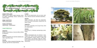 NOMES POPULARES
Angico-branco, albizia, angico-monjolo, camu-
zé, cabuir, comodongo, monzé, farinha seca,
cambui-angico
NOME CIENTIFICO
Albizia polycephala
FAMÍLIA BOTÂNICA
Leguminosae - Mimosoideae
CARACTERÍSTICAS
DIMENSÃO
De 8m a 14m de altura, tronco de 40cm a 60cm
de diâmetro.
TRONCO
Pardo-acinzentado com manchas isoladas ama-
relas, casca fina e lisa.
FOLHAS
Numerosas, folhas compostas bipinadas, impa-
ripinada, até 6mm de comprimento.
FLORES
Até 1cm de comprimento, de cor creme, melí-
feras, floresce durante novembro-dezembro.
FRUTOS
Vagem deiscente, até 10cm de comprimen-
to, de cor creme-amarelada, amadurecem de
maio a junho.
SEMENTES
Cor creme, achatadas, de 4 a 6 por fruto, 5mm
de comprimento.
ORIGEM
SP, PR, MS, SC, florestas semidecíduas latifo-
liadas.
USO
Madeira empregada para uso interno e cons-
trução civil. Árvore muito ornamental, usada
para paisagismo urbano devido a sobra que
proporciona e sua floração. Pode ser utiliza-
da em reflorestamento heterogêneos de áreas
degradadas.
36 37
Instituto Federal de Brasília
17. Angico-branco - Albizia polycephala
Árvores do Campus Planaltina
FolhasDimensão
Flores Tronco
 
