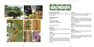 NOMES POPULARES
Ingá, ingá-cipó, ingá de macaco, ingá-de-ma-
carrão, anga
NOME CIENTIFICO
Inga edulis
FAMÍLIA BOTÂNICA
Leguminosae - Mimosoideae
CARACTERÍSTICAS
DIMENSÃO
De 6m a 25m de altura, tronco de 30cm a 60cm
de diâmetro.
TRONCO
Curto, liso, de cor castanho a cinza-claro, com
ramos longos.
FOLHAS
Composta, paripinada, alterna, nectário extra-
floral, onde insetos se alimentam, pecíolos ci-
líndrico, ferrugíneo, margens inteira, glabras,
coriáceas.
FLORES
Em inflorescências terminais, agrupadas, bran-
co-esverdeada, atraentes, perfumadas.
FRUTOS
Vagens cilíndricas, indeiscentes 20cm a 100cm
de comprimento, multissulcado longitudinal,
de cor verde-oliva. Polpa branca adocicada
flocosa, comestível.
SEMENTES
São pretas e brilhantes com 3,5cm de compri-
mento, envolvida pela polpa, numerosa por
fruto.
ORIGEM
Região Amazônica e na orla litorânea, nas flo-
restas pluvial Atlântica.
USO
A madeira é usada para lenha e carvão. Fruto é
apreciado pela população e algumas espécies
de animais silvestres.
38 39
Instituto Federal de Brasília
18. Ingá - Inga edulis
Árvores do Campus Planaltina
Dimensão Flor
Folha Tronco Sementes
 