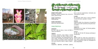 NOMES POPULARES
Barriguda, paineira, paineira-rosa, árvore-de-
paina, paina-de-seda
NOME CIENTIFICO
Ceiba speciosa
FAMÍLIA BOTÂNICA
Malvaceae (Bombacaceae)
CARACTERÍSTICAS
DIMENSÃO
De 15m a 30m de altura, tronco de 80cm a
120cm de diâmetro.
TRONCO
Cilíndrico, volumoso, casca rugosa e munida
de muitos acúleos, de 40cm a 60cm de diâ-
metros, acinzentado, com engrossamento pró-
ximo a base, formando uma barriga. Após 20
anos é comum os acúleos caírem, mostrando
uma casca castanha, áspera, rugosa irregular.
FOLHAS
Compostas, digitadas, serrilhadas, glabras,
6cm a 12cm de comprimento, formando uma
copa globosa e ampla.
FLORES
De coloração rósea clara a escura, garganta
riscada de branco, grandes e vistosas.
FRUTOS
Cápsulas ovóide, lisa, deiscente, de superfície
verde, que ao abrir apresenta uma paina bran-
ca sedosa.
SEMENTES
Numerosas de cor bege, de formato globoso,
envolvidas na paina.
ORIGEM
RJ, MG, GO, SP, MS, PR, florestas latifoliada e
semidecídua.
USO
Madeira pode ser usada para construções ru-
rais, usa-se a paina para enchimento de col-
chões. Ornamental e pode ser empregada em
áreas degradadas.
42 43
Instituto Federal de Brasília
20. Barriguda - Ceiba speciosa
Árvores do Campus Planaltina
FolhaFruto
Dimensão Flores Tronco
 