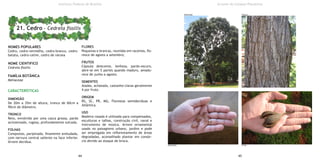 NOMES POPULARES
Cedro, cedro-vermelho, cedro-branco, cedro-
batata, cedro-cetim, cedro de várzea
NOME CIENTIFICO
Cedrela fissilis
FAMÍLIA BOTÂNICA
Meliaceae
CARACTERÍSTICAS
DIMENSÃO
De 20m a 35m de altura, tronco de 60cm a
90cm de diâmetro.
TRONCO
Reto, envolvido por uma casca grossa, pardo
acinzentado, rugosa, profundamente sulcada.
FOLHAS
Compostas, paripinada, finamente aveludada,
com nervura central saliente na face inferior.
Árvore decídua.
FLORES
Pequenas e brancas, reunidas em racemos, flo-
resce de agosto a setembro;
FRUTOS
Cápsula deiscente, lenhosa, pardo-escuro,
abre-se em 5 partes quando maduro, amadu-
rece de junho a agosto.
SEMENTES
Aladas, achatada, castanho-claras geralmente
4 por fruto.
ORIGEM
RS, SC, PR, MG, Florestas semidecíduas e
Atlântica.
USO
Madeira rosada é utilizada para compensados,
esculturas e talhas, construção civil, naval e
instrumento de música. Árvore ornamental
usado no paisagismo urbano, jardins e pode
ser empregada em reflorestamento de áreas
degradadas, aconselhado plantar em consór-
cio devido ao ataque de broca.
44 45
Instituto Federal de Brasília
21. Cedro - Cedrela fissilis
Árvores do Campus Planaltina
Dimensão Tronco
Sementes Fruto
 