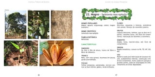 NOMES POPULARES
Mogno, aguano, araputanga, cedroí, mogno-
brasileiro
NOME CIENTIFICO
Swietenia macrophylla
FAMÍLIA BOTÂNICA
Meliaceae
CARACTERÍSTICAS
DIMENSÃO
De 25m a 30m de altura, tronco de 50cm a
80cm de diâmetro.
TRONCO
Reto, com casca grossa, escamosa em placas,
pardo-avermelhado.
FOLHAS
Folhas compostas, paripinadas, nervura cen-
tral na face inferior, glabra, verde-brilhante.
FLORES
Discretas, pequenas e brancas, aromáticas
com antese, floresce de novembro-janeiro.
FRUTOS
Cápsula deiscente, lenhosa, que se abre em 5
partes, castanho-claros, até 20cm de compri-
mento, maturação de setembro a novembro;
SEMENTES
Aladas, leves, marrom-clara, até 12cm de
comprimento.
ORIGEM
Região Amazônica, comum no PA, TO, MT, GO,
MG.
USO
Madeira usada para fabricação de luxuosos mó-
veis, acabamentos internos, construção civil.
Árvore ornamental, muito usada em parques e
grandes jardins, pode ser empregada em reflo-
restamento de áreas degradadas.
46 47
Instituto Federal de Brasília
22. Mogno - Swietenia macrophylla
Árvores do Campus Planaltina
Dimensão Folhas Tronco
Fruto e semestes
 