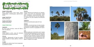 NOMES POPULARES
Buriti, coqueiro-buriti, miriti, boriti, moriti,
caradá-guaçu, carandaí-guaçu, palmeira-dos-
brejos
NOME CIENTIFICO
Mauritia flexuosa
FAMÍLIA BOTÂNICA
Palmae (Arecaceae)
CARACTERÍSTICAS
DIMENSÃO
De 15m a 25m de altura, tronco de 30cm a
50cm de diâmetro.
TRONCO
Estipe simples e ereto, casca de coloração
acinzentada com fissuras estreitas.
FOLHAS
Compostas, aglomeradas no ápice do estipe,
folíolos radiados em leque, glabras, verde bri-
lhante.
FLORES
Amarelas em cachos de até 3m de comprimen-
to pendente no ápice.
FRUTOS
Drupas cobertas por escamas de cor castanho-
vináceo, até 6,5cm de comprimento. Polpa
doce, oleaginosa, laranja-amarelada. Distri-
bui-se em cachos de 2m a 3m de comprimen-
to, floresce com mais freqüência de dezembro
a abril.
SEMENTES
Amêndoa envolvida pela polpa do fruto.
ORIGEM
Amazônia, encontrada hoje em todos estados,
comumente em regiões brejosas e inundadas,
geralmente encontra-se agrupadas em buriti-
zais.
USO
Madeira usada para construções rurais. A polpa
é consumido pela população em forma de doce
e fornece óleo, muito apreciado por algumas
espécies de aves silvestres. Árvore ornamental
usada em jardins e parques podendo ser usada
em reflorestamento de áreas degradadas ala-
gadas e margens de córregos.
48 49
Instituto Federal de Brasília
23. Buriti - Mauritia flexuosa
Árvores do Campus Planaltina
Dimensão Folhas
FrutosTronco
 