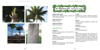 NOMES POPULARES
Palmeira-real, palmeira-mater, palmeira-de-
cuba, palmeira-imperial
NOME CIENTIFICO
Roystonea regia
FAMÍLIA BOTÂNICA
Palmae (Arecaceae)
CARACTERÍSTICAS
DIMENSÃO
De 18m a 25m de altura, tronco de 40cm a
50cm de diâmetro.
TRONCO
Estipe espesso, cilíndrico, colunar, liso esbran-
quiçado, provida de palmito no topo, de mais
de 2m de comprimento.
FOLHAS
Pinadas, planas pendentes, verde brilhantes,
até 2,5m de comprimento.
FLORES
Pequenas de cor creme, melíferas, hermafro-
dita, em cachos de até 1,5cm de comprimen-
to.
FRUTOS
Pequeno, cilíndrico-alongado, arroxeado. Pol-
pa oleaginosa.
SEMENTES
Envolvidas pela polpa
ORIGEM
Norte da América do Sul
USO
Comumente encontrada como ornamental, de
grande valor paisagístico. A madeira pode se-
rutilizada na construção civil, em taipas, ran-
chos, e produção de celulose. As folhas são
usadas como cobertura e artesanato. As flores
produzem mel e as sementes podem ser usa-
das em ração animal.
50 51
Instituto Federal de Brasília
24. Palmeira-real - Roystonea regia
Árvores do Campus Planaltina
Folha
Dimensão Tronco
 
