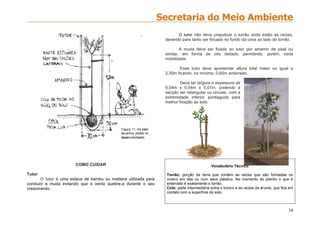34
COMO CUIDAR
COMO CUIDAR
Tutor
O tutor é uma estaca de bambu ou madeira utilizada para
conduzir a muda evitando que o vento quebre-a durante o seu
crescimento.
O tutor não deve prejudicar o torrão onde estão as raízes,
devendo para tanto ser fincado no fundo da cova ao lado do torrão.
A muda deve ser fixada ao tutor por amarrio de sisal ou
similar, em forma de oito deitado, permitindo, porém, certa
mobilidade.
Esse tutor deve apresentar altura total maior ou igual a
2,30m ficando, no mínimo, 0,60m enterrado.
Deve ter largura e espessura de
0,04m x 0,04m ± 0,01m, podendo a
secção ser retangular ou circular, com a
extremidade inferior pontiaguda para
melhor fixação ao solo.
Vocabulário Técnico
Torrão: porção de terra que contém as raízes que são formadas no
viveiro em lata ou num saco plástico. No momento do plantio o que é
enterrado é exatamente o torrão.
Colo: parte intermediária entre o tronco e as raízes da árvore, que fica em
contato com a superfície do solo.
 