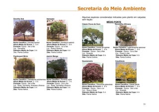 31
Grevilha Anã Astrapéia
=
Nome Científico: Grevilea banksii Nome Científico: Dombeya wallichii
Altura Média da Árvore: 3 - 5 m Altura Média da Árvore: 4 - 6 m
Floração: Época - Set a Abr Floração: Época - Jul a Set
Cor - Vermelha Cor - Rosa e Branca
Diâmetro Médio da Copa: 3 m Diâmetro Médio da Copa: 4 m
Obs: Planta Exótica. Obs: Planta Exótica.
Flamboyant Mirim Jasmin Manga
Nome Científico: Caesalpinia pulcherrima Nome Científico: Plumeria rubra
Altura Média da Árvore: 3 - 5 m Altura Média da Árvore: 6 - 7 m
Floração: Época - Set a Mai Floração: Época - Out a Abr
Cor - Rosa, Vermelha, Amarela e Branca Cor - Rosa, Vermelha e Branca
Diâmetro Médio da Copa: 3 m Diâmetro Médio da Copa: 3 m
Obs: Planta Nativa. Obs: Planta Exótica.
Algumas espécies consideradas indicadas para plantio em calçadas
sem fiação:
MÉDIO PORTE
Cássia Chuva de Ouro Escumilha Africana
Nome Científico: Cassia ferruginea Nome Científico: Lagerstroemia speciosa
Altura Média da Árvore: 7 - 9 m Altura Média da Árvore: 7 - 9 m
Floração: Época - Dez a Mar Floração: Época - Out a Mar
Cor - Amarela Cor – Rosa e Lilás
Diâmetro Médio da Copa: 6 m Diâmetro Médio da Copa: 6 m
Obs: Planta Exótica. Obs: Planta Exótica.
Quaresmeira Canafístula
Nome Científico: Tibouchina granulosa Nome Científico: Cassia fistula
Altura Média da Árvore: 6 - 8 m Altura Média da Árvore: 7 - 9 m
Floração: Época - Dez a Jul Floração: Época - Dez a Abr
Cor – Roxa e Rosa Cor - Amarela
Diâmetro Médio da Copa: 5 m Diâmetro Médio da Copa: 4 m
Obs: Planta Nativa. Obs: Planta Nativa
 