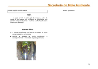 36
nível do solo para acúmulo de água.
PODA
A poda consiste na eliminação de ramos ou partes de
ramos de uma planta, com o objetivo de proporcionar uma
estrutura adequada à planta e equilibrar sua frutificação e seu
crescimento vegetativo.
POR QUE PODAR
 A poda é recomendada para reduzir os conflitos da árvore
com a rede elétrica ou telefônica.
 Diminuir a brotação de ramos epicórmicos, e
conseqüentemente a intensidade de podas posteriores.
Ramos epicórmicos
 