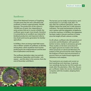 21Biodiesel biodiesel
Sunflower
Data of the National Company of Supplying
(Conab) point that the area cultivated with
sunflower in Brazil is approximately 100,000
hectares. The production of the culture is
150,000 tons of grain, but, depending on
some actions that are in course in Brazil, the
sunflower goes to gain more breath, therefore
it is presented as an excellent raw material for
biodiesel production and important alterna-
tive of job and income generation for familiar
agriculture.
In EAFMuz, there are being made field resear-
ches in fifteen varieties of sunflower, to identify,
among them, which would be most income-
producing for the small producers and the best
time of plantation and harvest.
The sunflower plantation takes two periods:
one between September and October –rain
season – and the other in the summer, from the
end of December until March.
The harvest can be totally mechanized or semi
mechanized. It is normally made after 110
days after the sunflower plantation, when the
chapter (where the seeds are) is with chestnut
coloration. The total mechanization of the har-
vest is gotten with the adaptation of platforms
in harvest machines. In EAFMuz, this adaptation
has been made in harvest machines of maize,
since the height of both cultures is similar.
As all culture, sunflower also demands ground
correction and fertilization, with special at-
tention to boro, mainly in arenaceous ground.
These studies on the best corrections for
the region ground are made in the School,
which possesses an advanced laboratory for
analysis of the ground and the water. Beyond
the analyses of macro and micronutrients in
ground, there are made thread vegetal and
calcareous rock analyses.
The treatments are simple and consist on
land weedings and cleanings. In general,
two weedings during the two first weeks are
made after the plantation. After this, the pro-
per sunflower makes the service, therefore it
competes with the invaders, keeping them
on control.
 