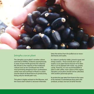 23Biodiesel biodiesel
Jatropha curcas plant
The Jatropha curcas plant is another culture
searched in EAFMuz. It blooms spontaneously
in areas of poor fertile ground and unfavora-
ble climate to the majority of the traditional
cultures and can be considered one of the
most promising oleaginous from southeastern,
center-west and northeast of Brazil, to substi-
tute the diesel oil diesel due to its productivity,
losing only for dendê palm nuts.
This plant is highly resistant to the illnesses, and
the insects don’t attack it, because it liberates
latex that drains from the pulled out or woun-
ded leaves and caules.
Its culture is perfectly viable, joined to goat and
sheep creation. Those animals don’t eat Ja-
tropha curcas plant leaves because of its latex.
Also it can be planted with maize, soy, potato
candy. However, it is not recommendable to
plant it with coffee, main culture of the region:
Jatropha curcas plant should not be cultivated
with another perennial species.
Its productive age takes from three to four years
to be reached, is extended per forty years and
produces, at least, two tons of oil for hectare.
 