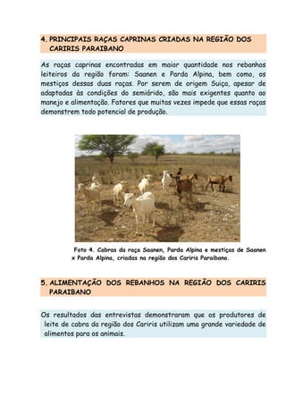4. PRINCIPAIS RAÇAS CAPRINAS CRIADAS NA REGIÃO DOS
CARIRIS PARAIBANO
As raças caprinas encontradas em maior quantidade nos rebanhos
leiteiros da região foram: Saanen e Parda Alpina, bem como, os
mestiços dessas duas raças. Por serem de origem Suiça, apesar de
adaptadas às condições do semiárido, são mais exigentes quanto ao
manejo e alimentação. Fatores que muitas vezes impede que essas raças
demonstrem todo potencial de produção.
Foto 4. Cabras da raça Saanen, Parda Alpina e mestiças de Saanen
x Parda Alpina, criadas na região dos Cariris Paraibano.
5. ALIMENTAÇÃO DOS REBANHOS NA REGIÃO DOS CARIRIS
PARAIBANO
Os resultados das entrevistas demonstraram que os produtores de
leite de cabra da região dos Cariris utilizam uma grande variedade de
alimentos para os animais.
 