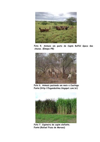 Foto 5. Animais em pasto de Capim Buffel época das
chuvas. (Emepa-PB)
Foto 6. Animais pastando em meio a Caatinga
Fonte:(http://fagundeslima.blogspot.com.br)
Foto 7. Capineira de capim elefante.
Fonte:(Rafael Fiusa de Moraes)
 