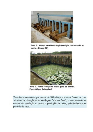 Foto 8. Animais recebendo suplementação concentrada no
cocho. (Emepa-PB)
Foto 9. Palma forrageira picada para os animais.
Fonte:(Clovis Guimarães)
Também observou-se que menos de 10% dos produtores fazem uso das
técnicas de fenação e ou ensilagem “silo ou feno”, o que aumenta os
custos de produção e reduz a produção de leite, principalmente no
período da seca.
 