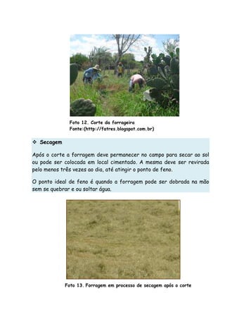 Foto 12. Corte da forrageira
Fonte:(http://fatres.blogspot.com.br)
Secagem
Após o corte a forragem deve permanecer no campo para secar ao sol
ou pode ser colocada em local cimentado. A mesma deve ser revirada
pelo menos três vezes ao dia, até atingir o ponto de feno.
O ponto ideal de feno é quando a forragem pode ser dobrada na mão
sem se quebrar e ou soltar água.
Foto 13. Forragem em processo de secagem após o corte
 
