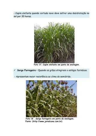 - Capim elefante quando cortado novo deve sofrer uma desidratação no
sol por 30 horas.
Foto 17. Capim elefante em ponto de ensilagem.
Sorgo Forrageiro – Quando os grãos atingirem o estágio farináceo.
- Apresentam maior resistência ao clima do semiárido.
Foto 18 . Sorgo forrageiro em ponto de ensilagem.
Fonte: (http://www.jornalcana.com.br)
 