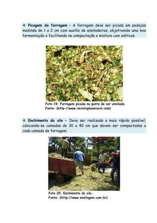 Picagem da forragem – A forragem deve ser picada em pedaços
medindo de 1 a 2 cm com auxílio de ensiladeiras, objetivando uma boa
fermentação e facilitando na compactação e mistura com aditivos.
Foto 19. Forragem picada no ponto de ser ensilada.
Fonte: (http://www.revistaplanorural.com)
Enchimento do silo – Deve ser realizado o mais rápido possível,
colocando-se camadas de 30 a 40 cm que devem ser compactadas a
cada camada de forragem.
Foto 20. Enchimento do silo.
Fonte: (http://www.ensilagem.com.br)
 