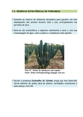 7.3. RESERVAS ESTRATÉGICAS DE FORRAGENS
Consiste na reserva de alimentos necessária para garantir um bom
desempenho dos animais durante todo o ano, principalmente nos
períodos de seca.
Deve-se dar preferência a espécies resistentes a seca e com boa
armazenagem de água, como a palma e o mandacaru sem espinho.
Foto 27. Plantio de mandacaru sem espinho.
Fonte: (http://fotosdacaatinga.blogspot.com.br)
Devido à presença Cochonilha do Carmim, praga que tem destruído
vários plantios de palma deve-se plantar variedades resistentes a
essa doença, foto 28.
 