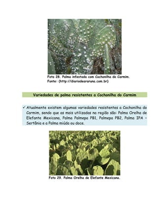Foto 28. Palma infestada com Cochonilha do Carmim.
Fonte: (http://diariodeararuna.com.br)
Variedades de palma resistentes a Cochonilha do Carmim
Atualmente existem algumas variedades resistentes a Cochonilha do
Carmim, sendo que as mais utilizadas na região são: Palma Orelha de
Elefante Mexicana, Palma Palmepa PB1, Palmepa PB2, Palma IPA –
Sertânia e a Palma miúda ou doce.
Foto 29. Palma Orelha de Elefante Mexicana.
 