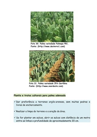 Foto 30. Palma variedade Palmepa PB1.
Fonte: (http://www.desterro1.com)
Foto 31. Palma variedade IPA-Sertânia
Fonte: (http://www.onordeste.com)
Plantio e tratos culturais para palma adensada
Dar preferência a terrenos argilo-arenoso, sem muitas pedras e
livres de encharcamento.
Realizar a limpa do terreno e a aração da área.
Se for plantar em sulcos, abrir os sulcos com distância de um metro
entre as linhas e profundidade de aproximadamente 20 cm.
 