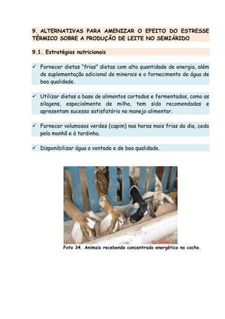 9. ALTERNATIVAS PARA AMENIZAR O EFEITO DO ESTRESSE
TÉRMICO SOBRE A PRODUÇÃO DE LEITE NO SEMIÁRIDO
9.1. Estratégias nutricionais
Fornecer dietas “frias” dietas com alta quantidade de energia, além
de suplementação adicional de minerais e o fornecimento de água de
boa qualidade.
Utilizar dietas a base de alimentos cortados e fermentados, como as
silagens, especialmente de milho, tem sido recomendadas e
apresentam sucesso satisfatório no manejo alimentar.
Fornecer volumosos verdes (capim) nas horas mais frias do dia, cedo
pela manhã e à tardinha.
Disponibilizar água a vontade e de boa qualidade.
Foto 34. Animais recebendo concentrado energético no cocho.
 
