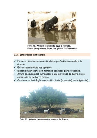Foto 35. Animais consumindo água à vontade.
Fonte: (http://www.flickr.com/photos/oxfammexico)
9.2. Estratégias ambientais
Fornecer sombra aos animais, dando preferência à sombra de
árvores.
Evitar superlotação nos apriscos.
Disponibilizar cocho com tamanho adequado para o rebanho.
Altura adequada das instalações e uso de telhas de barro e piso
cimentado ou de barro batido.
Construir as instalações no sentido leste (nascente) oeste (poente).
Foto 36. Animais descansando a sombra de árvore.
 