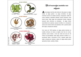 AULA-Cartilha__colecao____macroalgas.pdf