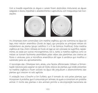 102
Com a invasão espanhola os diques e canais foram destruídos misturando as águas
salgadas e doces, impedindo o abastecimento e agricultura, com insegurança nas inun-
dações.
As chinampas eram construídas com matéria orgânica, que era submersa na água do
lago, meio redutor anaeróbico (fundo do lago), que precipita os principais metais do
metabolismo da planta (grupo catiônico II e III da Química Analítica). Esta matéria
orgânica de mau cheiro retirada do fundo do lago ao ser colocada na superfície, rapida-
mente, se oxida por outros microrganismos, Sol e, tanto a matéria orgânica como os
metais se tornam facilmente assimiláveis pelas raízes das plantinhas dos viveiros de
flores e verduras, pois a microflora anaeróbica dá lugar à aeróbica que modifica o
substrato para seu aproveitamento.
A tecnologia das Chinampas tem, ainda, uma faceta diferenciada: Utilizam a fermen-
tação redutora para separar os sais de Sódio, tóxicos às plantas, que estão presentes
na matéria orgânica e ficam solúveis na água não prejudicam o desenvolvimento das
plantas que crescem no solo agrícola.
A oxidação leva o Enxofre a íon Sulfato, que é tomado do solo pelas plantas, que
incorporam à proteína, que é consumida por animais, os quais a convertem em proteína
animal. A morte das plantas e dos animais permite a decomposição bacteriana da
 