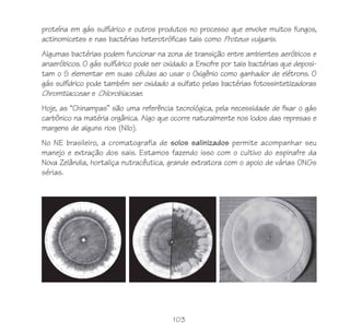 103
proteína em gás sulfídrico e outros produtos no processo que envolve muitos fungos,
actinomicetes e nas bactérias heterotróficas tais como Proteus vulgaris.
Algumas bactérias podem funcionar na zona de transição entre ambientes aeróbicos e
anaeróbicos. O gás sulfídrico pode ser oxidado a Enxofre por tais bactérias que deposi-
tam o S elementar em suas células ao usar o Oxigênio como ganhador de elétrons. O
gás sulfídrico pode também ser oxidado a sulfato pelas bactérias fotossintetizadoras
Chromtiacceae e Chlorobiaceae.
Hoje, as “Chinampas” são uma referência tecnológica, pela necessidade de fixar o gás
carbônico na matéria orgânica. Algo que ocorre naturalmente nos lodos das represas e
margens de alguns rios (Nilo).
No NE brasileiro, a cromatografia de solos salinizados permite acompanhar seu
manejo e extração dos sais. Estamos fazendo isso com o cultivo do espinafre da
Nova Zelândia, hortaliça nutracêutica, grande extratora com o apoio de várias ONGs
sérias.
 