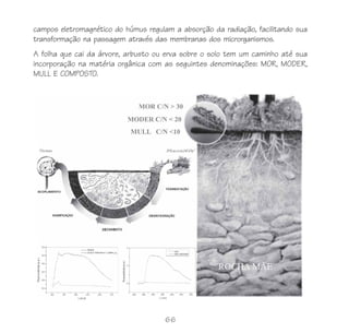 66
campos eletromagnético do húmus regulam a absorção da radiação, facilitando sua
transformação na passagem através das membranas dos microrganismos.
A folha que cai da árvore, arbusto ou erva sobre o solo tem um caminho até sua
incorporação na matéria orgânica com as seguintes denominações: MOR, MODER,
MULL E COMPOSTO.
 