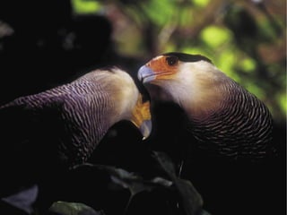 25Cartilha de Licenciamento Ambiental
n
n
 