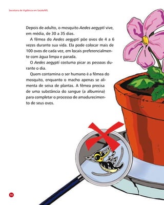 Depois de adulto, o mosquito Aedes aegypti vive,
em média, de 30 a 35 dias.
A fêmea do Aedes aegypti põe ovos de 4 a 6
vezes durante sua vida. Ela pode colocar mais de
100 ovos de cada vez, em locais preferencialmen-
te com água limpa e parada.
O Aedes aegypti costuma picar as pessoas du-
rante o dia.
Quem contamina o ser humano é a fêmea do
mosquito, enquanto o macho apenas se ali-
menta de seiva de plantas. A fêmea precisa
de uma substância do sangue (a albumina)
para completar o processo de amadurecimen-
to de seus ovos.
14
Secretaria de Vigilância em Saúde/MS
 
