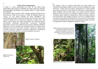 7
Fauna e Flora representativa
A fauna e a flora identificadas nas APPs do Rio Pardo pelos
pesquisadores deste projeto em trabalhos de campo, apesar das inúmeras
áreas degradadas encontradas, são de grande riqueza. A seguir algumas
são destacadas.
Em relação à fauna terrestre, foram avistadas capivaras (Hydrochoerus
hydrochoeris), Preás (Cavia aperea) e Ratão do banhado (Myocastor
coypus). As aves foram avistadas em maior abundância, com
identificação de Canário da terra (Sicalis flaveola), Tico-tico (Zonotrichia
capensis), Pardal (Passer domesticus), Beija-flor (Colibri spp), Anu
branco (Guira guira), Anu preto (Crotophaga ani), Maritaca (Pionus
maximiliani), Andorinha (Notiochelidon cyanoleuca), Coleirinha
(Sporophila caerulescens), Jaçanã (Jacana jacana), Gaturamo verdadeiro
(Euphonia violacea), Pomba rola (Columbina talpacoti), Pomba carijó
(Patagioenas picazuro), Pica-pau (Colaptes campestres), Quero-quero
(Vanellus chilensis) e Bem-te-vi (Pitangus sulphuratus), Ariramba de
cauda verde (Galbula gálbula e Corruíra (Troglodytes musculus).
Foto 1: Gaturamo-verdadeiro
Foto 2: Ariramba-de-
cauda-verde
8
Em relação à flora, as espécies observadas com maior número de
indivíduos foram Sangra d‟água (Croton urucurana), Embaúba (Cecropia
hololeuca), Canela preta (Nectandra megapotamica), Canela amarela
(Nectandra lanceolata), Xaxim (Dicksonia sellowiana), característico da
Mata Atlântica, Ingá do brejo (Inga vera), Cedro (Cedrela fissilis),
Paineira (Chorisia speciosa), Camboatá vermelho (Cupania vernalis),
Camboatá branco (Matayba elaeagnoides), Sansão do campo (Mimosa
Caesalpineafolia), Pau formiga (Triplaris americana), Cambará branco
(Gochnatia polymorpha), Chá de bugre (Casearia sylvestris), Fumo bravo
(Solanum erianthum), Jerivá (Syagrus romanzofianum), Angico vermelho
(Parapiptadenia rígida) e Mangueira (Mangifera indica).
Foto 3: Aspectos da mata ciliar ao redor da
nascente do Rio Pardo. Destaque-se a
presença de orquídea no tronco de uma
Canela-preta (Nectandra megapotamica) e
Palmitos Jussara (Euterpe edulis).
Foto 4: Xaxins encontrados na mata ciliar
 