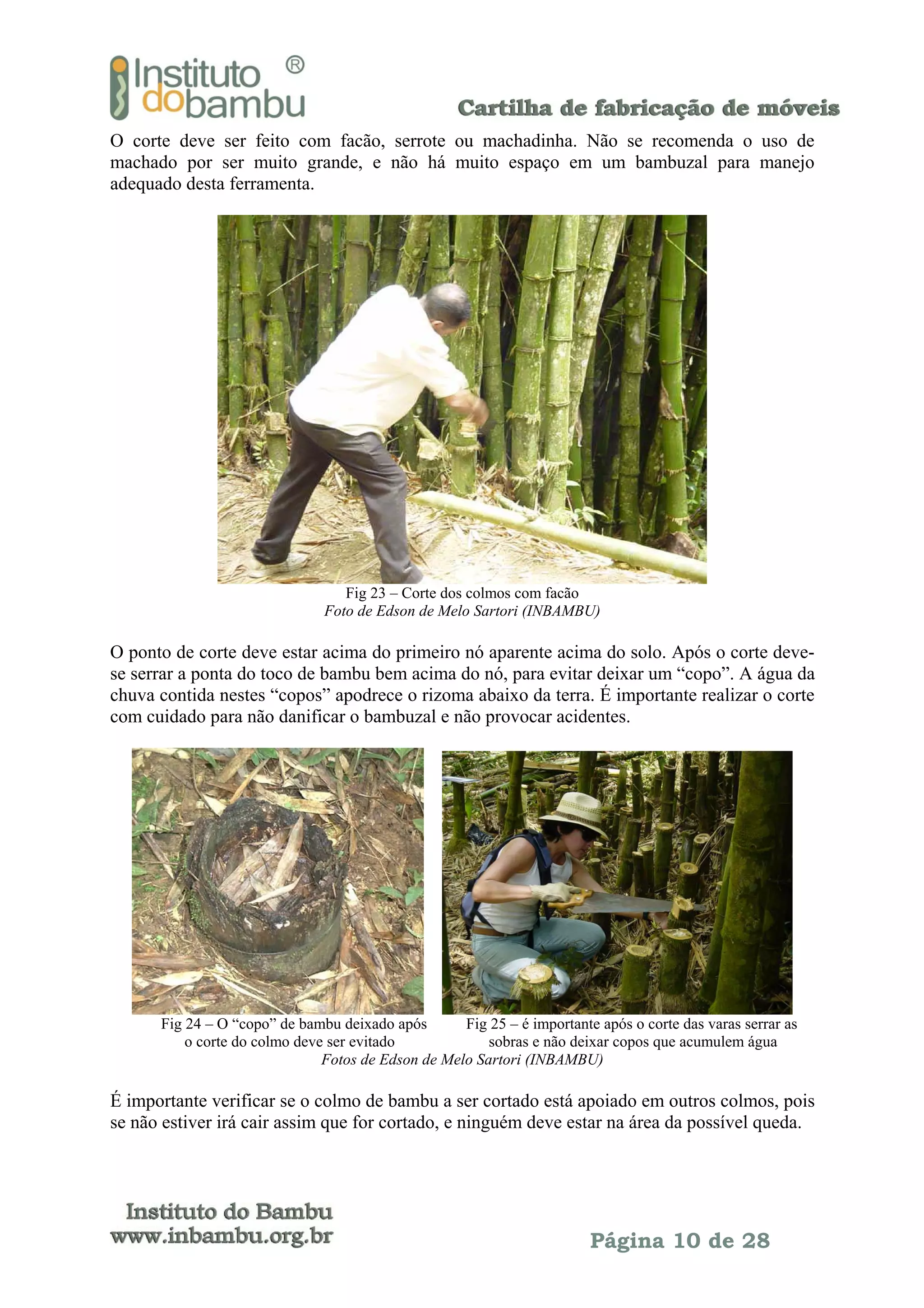 O corte deve ser feito com facão, serrote ou machadinha. Não se recomenda o uso de
machado por ser muito grande, e não há muito espaço em um bambuzal para manejo
adequado desta ferramenta.

Fig 23 – Corte dos colmos com facão
Foto de Edson de Melo Sartori (INBAMBU)

O ponto de corte deve estar acima do primeiro nó aparente acima do solo. Após o corte devese serrar a ponta do toco de bambu bem acima do nó, para evitar deixar um “copo”. A água da
chuva contida nestes “copos” apodrece o rizoma abaixo da terra. É importante realizar o corte
com cuidado para não danificar o bambuzal e não provocar acidentes.

Fig 24 – O “copo” de bambu deixado após
Fig 25 – é importante após o corte das varas serrar as
o corte do colmo deve ser evitado
sobras e não deixar copos que acumulem água
Fotos de Edson de Melo Sartori (INBAMBU)

É importante verificar se o colmo de bambu a ser cortado está apoiado em outros colmos, pois
se não estiver irá cair assim que for cortado, e ninguém deve estar na área da possível queda.

Página 10 de 28

 