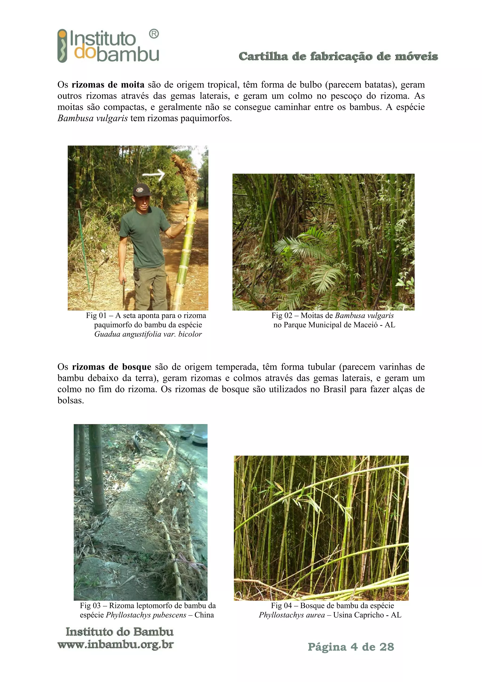 Os rizomas de moita são de origem tropical, têm forma de bulbo (parecem batatas), geram
outros rizomas através das gemas laterais, e geram um colmo no pescoço do rizoma. As
moitas são compactas, e geralmente não se consegue caminhar entre os bambus. A espécie
Bambusa vulgaris tem rizomas paquimorfos.

Fig 01 – A seta aponta para o rizoma
paquimorfo do bambu da espécie
Guadua angustifolia var. bicolor

Fig 02 – Moitas de Bambusa vulgaris
no Parque Municipal de Maceió - AL

Os rizomas de bosque são de origem temperada, têm forma tubular (parecem varinhas de
bambu debaixo da terra), geram rizomas e colmos através das gemas laterais, e geram um
colmo no fim do rizoma. Os rizomas de bosque são utilizados no Brasil para fazer alças de
bolsas.

Fig 03 – Rizoma leptomorfo de bambu da
espécie Phyllostachys pubescens – China

Fig 04 – Bosque de bambu da espécie
Phyllostachys aurea – Usina Capricho - AL

Página 4 de 28

 