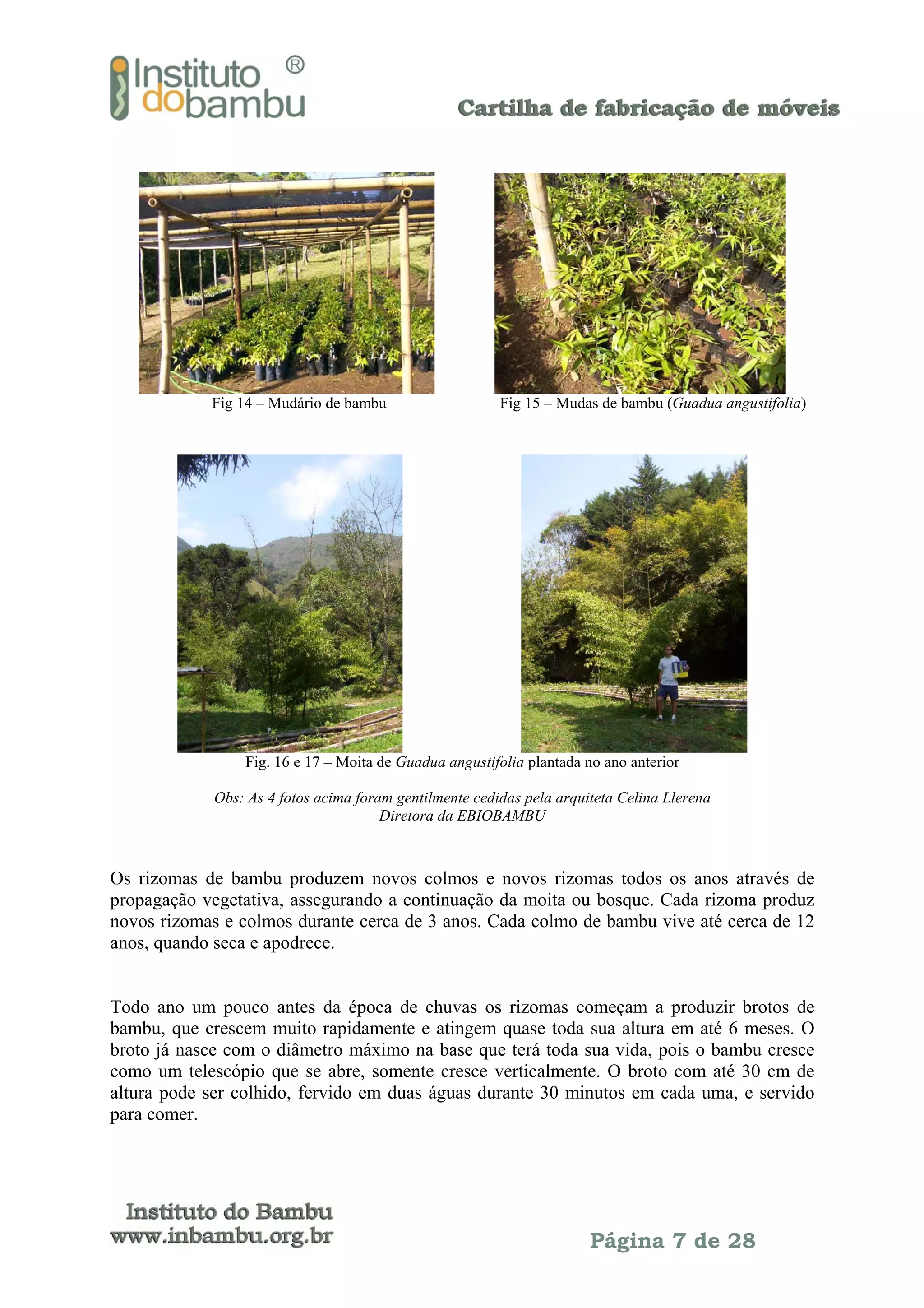 Fig 14 – Mudário de bambu

Fig 15 – Mudas de bambu (Guadua angustifolia)

Fig. 16 e 17 – Moita de Guadua angustifolia plantada no ano anterior
Obs: As 4 fotos acima foram gentilmente cedidas pela arquiteta Celina Llerena
Diretora da EBIOBAMBU

Os rizomas de bambu produzem novos colmos e novos rizomas todos os anos através de
propagação vegetativa, assegurando a continuação da moita ou bosque. Cada rizoma produz
novos rizomas e colmos durante cerca de 3 anos. Cada colmo de bambu vive até cerca de 12
anos, quando seca e apodrece.
Todo ano um pouco antes da época de chuvas os rizomas começam a produzir brotos de
bambu, que crescem muito rapidamente e atingem quase toda sua altura em até 6 meses. O
broto já nasce com o diâmetro máximo na base que terá toda sua vida, pois o bambu cresce
como um telescópio que se abre, somente cresce verticalmente. O broto com até 30 cm de
altura pode ser colhido, fervido em duas águas durante 30 minutos em cada uma, e servido
para comer.

Página 7 de 28

 