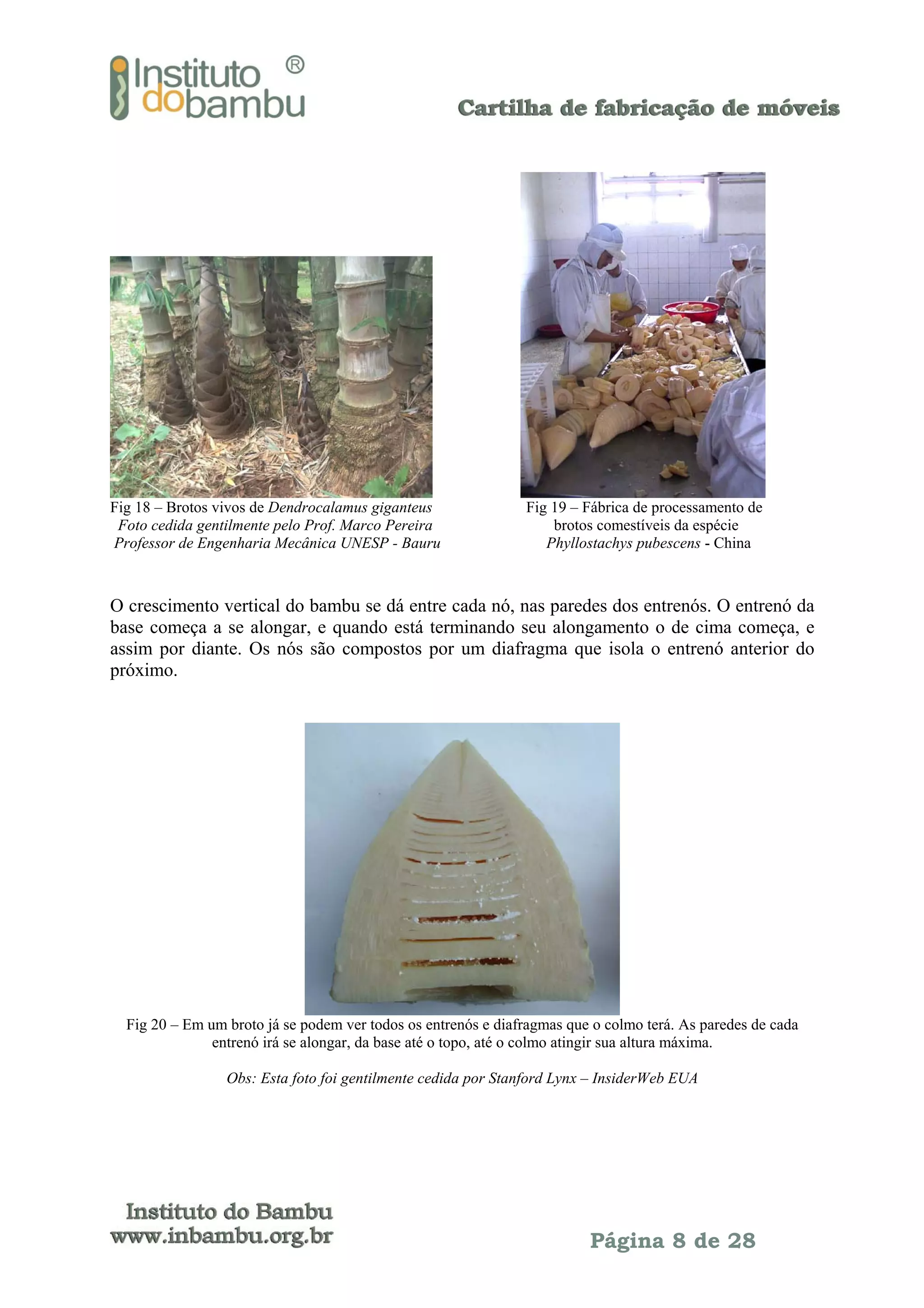Fig 18 – Brotos vivos de Dendrocalamus giganteus
Foto cedida gentilmente pelo Prof. Marco Pereira
Professor de Engenharia Mecânica UNESP - Bauru

Fig 19 – Fábrica de processamento de
brotos comestíveis da espécie
Phyllostachys pubescens - China

O crescimento vertical do bambu se dá entre cada nó, nas paredes dos entrenós. O entrenó da
base começa a se alongar, e quando está terminando seu alongamento o de cima começa, e
assim por diante. Os nós são compostos por um diafragma que isola o entrenó anterior do
próximo.

Fig 20 – Em um broto já se podem ver todos os entrenós e diafragmas que o colmo terá. As paredes de cada
entrenó irá se alongar, da base até o topo, até o colmo atingir sua altura máxima.
Obs: Esta foto foi gentilmente cedida por Stanford Lynx – InsiderWeb EUA

Página 8 de 28

 