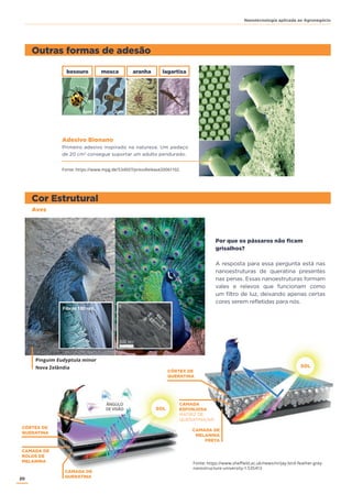 20
Nanotecnologia aplicada ao Agronegócio
ÂNGULO
DE VISÃO SOL
CAMADA DE
QUERATINA
CÓRTEX DE
QUERATINA
CAMADA DE
MELANINA
PRETA
CAMADA
ESPONJOSA
MATRIZ DE
QUERATINA/AR
Outras formas de adesão
Cor Estrutural
2μm 2μm 2μm 2μm
besouro mosca aranha lagartixa
Adesivo Bionano
Primeiro adesivo inspirado na natureza. Um pedaço
de 20 cm2
consegue suportar um adulto pendurado.
Aves
Por que os pássaros não ficam
grisalhos?
A resposta para essa pergunta está nas
nanoestruturas de queratina presentes
nas penas. Essas nanoestruturas formam
vales e relevos que funcionam como
um filtro de luz, deixando apenas certas
cores serem refletidas para nós.
Pinguim Eudyptula minor
Nova Zelândia
Fonte: https://www.sheﬃeld.ac.uk/news/nr/jay-bird-feather-grey-
nanostructure-university-1.535413
Fonte: https://www.mpg.de/534007/pressRelease20061102
SOL
CÓRTEX DE
QUERATINA
CAMADA DE
ROLOS DE
MELANINA
 