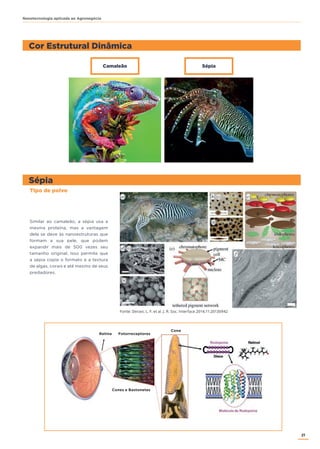 21
Nanotecnologia aplicada ao Agronegócio
Tipo de polvo
Similar ao camaleão, a sépia usa a
mesma proteína, mas a vantagem
dela se deve às nanoestruturas que
formam a sua pele, que podem
expandir mais de 500 vezes seu
tamanho original. Isso permite que
a sépia copie o formato e a textura
de algas, corais e até mesmo de seus
predadores.
Cor Estrutural Dinâmica
Sépia
Camaleão Sépia
Fonte: Deravi, L. F. et al. J. R. Soc. Interface 2014;11:20130942
Cones e Bastonetes
Fotorreceptores
Cone
Retina
 