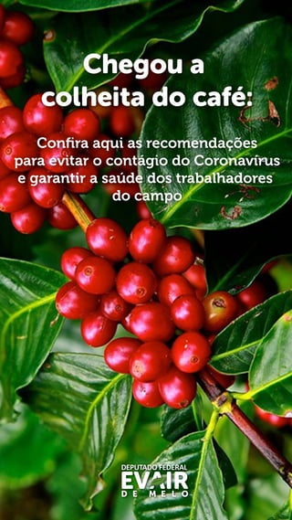 Chegou a
colheita do café:
Conﬁra aqui as recomendações
para evitar o contágio do Coronavírus
e garantir a saúde dos trabalhadores
do campo
 