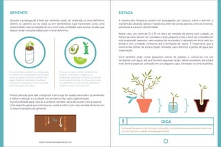 As sementeiras podem ser compradas 
ou feitas com embalagens reuilizadas, 
como as caixas de ovos e rolinhos de 
papel higiênico dobrados na ponta, 
sempre com pequenos furos no fundo 
para não acumular água. 
Procure sempre uilizar sementes de 
origem conhecida e orgânica, as 
chamadas sementes crioulas ou naivas. 
Você pode encontrar em feiras de trocas 
de sementes ou reirando de alimentos 
orgânicos que você consumir. 
www.compostasaopaulo.eco.br 
semente 
Quando a propagação é feita por semente, pode ser realizada no local deiniivo 
(direto no canteiro ou no vaso) ou em sementeiras (que funcionam como uma 
maternidade, mais protegida do sol e com mais umidade), para formar mudas que 
depois serão transplantadas para o local deiniivo. 
Preste atenção para não compactar a terra que for usada para cobrir as sementes 
e dobre a atenção e o cuidado nos primeiros dias após a germinação. 
A profundidade para colocar a semente também varia de acordo com a espécie. 
Uma regrinha geral que costuma ser usada é cobrir com uma camada de terra com 
3 vezes o tamanho da semente. 
3x 
estaca 
A maioria dos temperos podem ser propagados por estacas, como o alecrim, o 
manjericão, lavanda, salvia e manjerona, além de outras plantas como as roseiras, 
amoreiras e a árvore da felicidade. 
Neste caso, um ramo de 10 a 15 cm deve ser reirado da planta com cuidado, as 
folhas da base devem ser cortadas e esta pequena estaca deve ser colocada em 
solo preparado (arenoso, sem excesso de nutrientes) e deixado em local sem luz 
direta e com umidade constante até a formação de raízes. É importante que a 
maioria das folhas da estaca sejam reiradas para diminuir a perda de água por 
evaporação. 
Você também pode cortar pequenos ramos de plantas, e culivá-los em um 
recipiente com água, até que formem algumas raízes. Neste momento, ele estará 
mais forte e pode ser culivado em um pequeno vaso, tornando-se uma mudinha. 
dica 
Você pode favorecer este processo colocando o recipiente para enraizamento dentro de 
um saco plásico, criando uma pequena estufa. 
 
