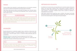 curiosidade 
dica 
www.compostasaopaulo.eco.br 
podas 
Cortar as folhas secas, doentes ou machucadas deve ser um processo constante 
para que não a planta não desperdice de energia, água e nutrientes. 
Além disso, este processo ajuda na prevenção de pragas, que costumam atacar 
tecidos desvitalizados, com excesso de aminoácidos livres e açúcares solúveis 
que circulam na seiva. 
Embora a práica de podas tenha resultados níidos, há um trabalho muito importante de 
um agricultor, biólogo e ilósofo japonês chamado Masanobu Fukuoka que apostava 
justamente no contrário. Ele passou a vida desenvolvendo formas de culivo com a 
menor interferência possível, permiindo que as plantas seguissem seu próprio curso e 
obteve resultados impressionantes. 
adubação 
Quando plantamos em recipientes isolados (vasos, canteiros), o desenvolver das 
plantas acaba por esgotar os nutrientes presentes no solo. É ai que você pode 
uilizar tanto o chorume líquido, quanto o composto sólido produzidos pela sua 
composteira. 
Chorume: diluído em 1 parte para 10, aproximadamente de 15 em 15 dias. 
Composto sólido: na camada superior do vaso, misturando com cuidado para não 
aingir e ferir as raízes, ao menos duas vezes ao ano). 
Não espere as plantas apresentarem fraqueza para realizar a adubação e aproveite o 
momento para revirar o solo, oxigenando a terra para evitar a compactação. Tome 
cuidado para não mexer no solo em contato com as raízes. 
métodos de colheita 
A colheita é um momento de suma importância em uma horta, ajuda a renovar as 
folhas e traz mais vigor às plantas. Mas é interessante ter alguns cuidados no 
momento de colher. Nunca dê puxões, nem depene sua planta de uma só vez. 
Colha somente o necessário, evitando causar stress à planta ou daniicar a 
integridade ísica da mesma. 
Cada planta exige técnicas especíicas para a colheita. Na internet você pode 
facilmente encontrar a mais adequada para as plantas que culiva, mas uma dica 
que serve de maneira geral é cortar logo acima das brotações. 
Muito alto! 
Corte com uma 
tesoura ou ‘belisque’ 
delicadamente aqui 
Preserve 
os brotos! 
 