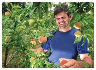 26
Programa de Aquisição de Alimentos - PAA
 