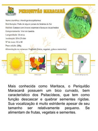 Mais conhecida como Maritaca, o Periquitão
Maracanã possuem um bico curvado, bem
característico dos Psitacídeos, que tem como
função descascar e quebrar sementes rígidas.
Sua vocalização é muito estridente apesar de seu
tamanho ser relativamente pequeno. Se
alimentam de frutas, vegetais e sementes.
 