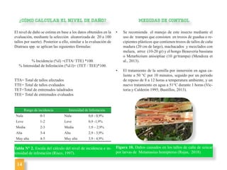Guía de reconocimiento de insectos plaga en caña de azúcar (Saccharum ...